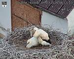Capi_Dubne_20260707_061503.jpg