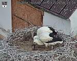 Capi_Dubne_20260707_062004.jpg