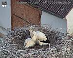 Capi_Dubne_20260707_062504.jpg