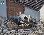 Capi_Dubne_20260707_064003.jpg