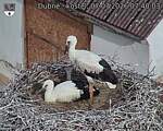 Capi_Dubne_20260707_074003.jpg