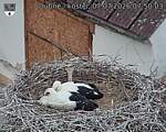 Capi_Dubne_20260707_075003.jpg