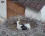 Capi_Dubne_20260707_083504.jpg