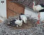 Capi_Dubne_20260707_085003.jpg