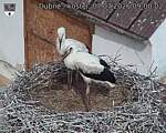 Capi_Dubne_20260707_090002.jpg