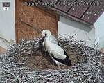Capi_Dubne_20260707_090503.jpg