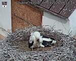 Capi_Dubne_20260707_091004.jpg
