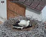 Capi_Dubne_20260707_092003.jpg