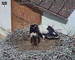 Capi_Dubne_20260707_095003.jpg