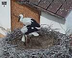 Capi_Dubne_20260707_103004.jpg
