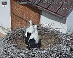 Capi_Dubne_20260707_103504.jpg