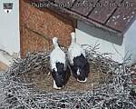 Capi_Dubne_20260707_104004.jpg