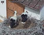 Capi_Dubne_20260707_105002.jpg