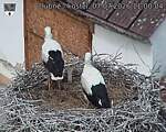 Capi_Dubne_20260707_110004.jpg