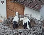 Capi_Dubne_20260707_111504.jpg