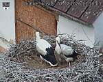 Capi_Dubne_20260707_112003.jpg