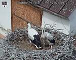 Capi_Dubne_20260707_112504.jpg