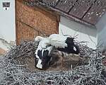 Capi_Dubne_20260707_113003.jpg