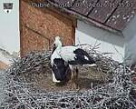 Capi_Dubne_20260707_113503.jpg