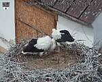 Capi_Dubne_20260707_114003.jpg