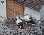 Capi_Dubne_20260707_115504.jpg