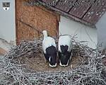 Capi_Dubne_20260707_120004.jpg