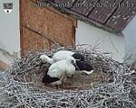 Capi_Dubne_20260707_121003.jpg