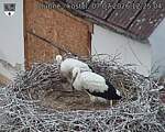 Capi_Dubne_20260707_122504.jpg