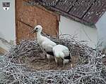 Capi_Dubne_20260707_123002.jpg