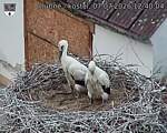 Capi_Dubne_20260707_124004.jpg