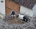 Capi_Dubne_20260707_124503.jpg
