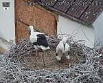 Capi_Dubne_20260707_125003.jpg