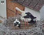 Capi_Dubne_20260707_130003.jpg