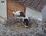Capi_Dubne_20260707_131502.jpg