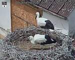 Capi_Dubne_20260707_132003.jpg