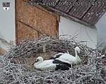 Capi_Dubne_20260707_134003.jpg