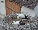 Capi_Dubne_20260707_135003.jpg