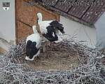 Capi_Dubne_20260707_142004.jpg
