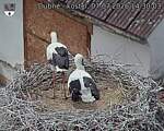 Capi_Dubne_20260707_143003.jpg