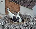 Capi_Dubne_20260707_145503.jpg