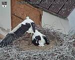 Capi_Dubne_20260707_150003.jpg