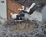 Capi_Dubne_20260707_153503.jpg