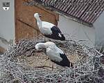 Capi_Dubne_20260707_155003.jpg