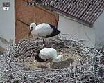 Capi_Dubne_20260707_155502.jpg