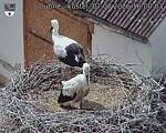 Capi_Dubne_20260707_160003.jpg