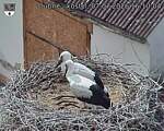 Capi_Dubne_20260707_161004.jpg