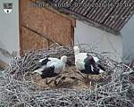 Capi_Dubne_20260707_162004.jpg