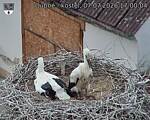 Capi_Dubne_20260707_170004.jpg