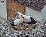 Capi_Dubne_20260707_172504.jpg
