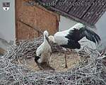 Capi_Dubne_20260707_173004.jpg